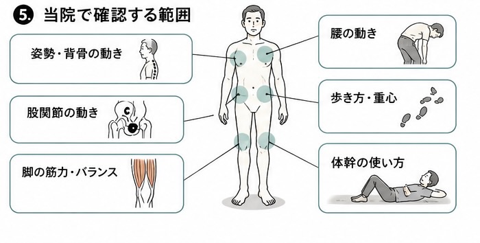 はりねずみ鍼灸整骨院で確認する腰部脊柱管狭窄症の身体の範囲